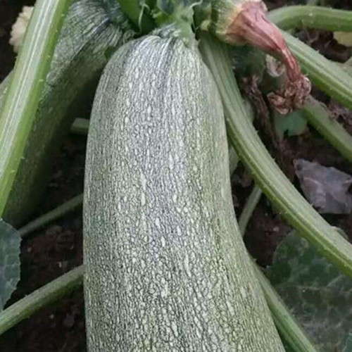 养老院自有菜园